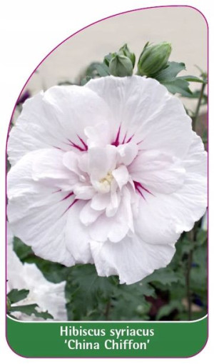 ETYKIETY KETMIA SYRYJSKA 'China Chiffon'