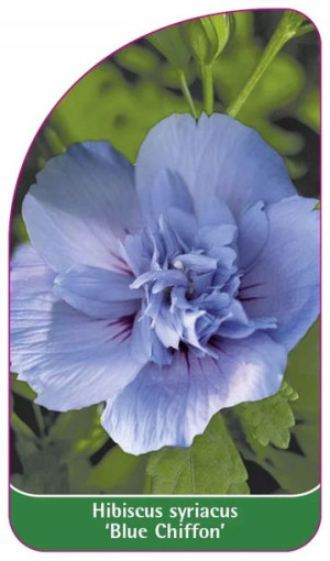 ETYKIETY KETMIA SYRYJSKA 'Blue Chiffon'