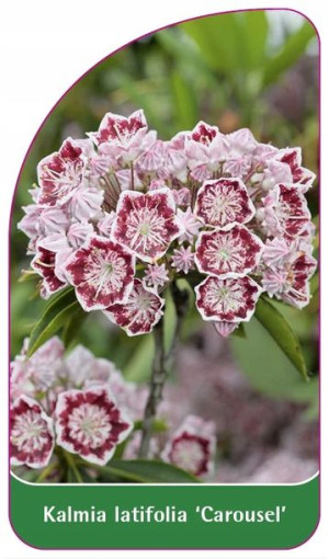 Etykiety Kalmia Szerokolistna 'carousel'