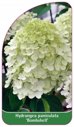 ETYKIETY HORTENSJA BUKIETOWA 'Bombshell'