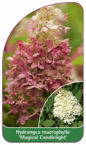 ETYKIETY HORTENSJA OGRODOWA 'Magical Candlelit'