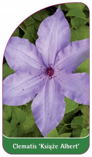 ETYKIETY SZKÓŁKARSKIE CLEMATIS 'Ksiaze Albert'