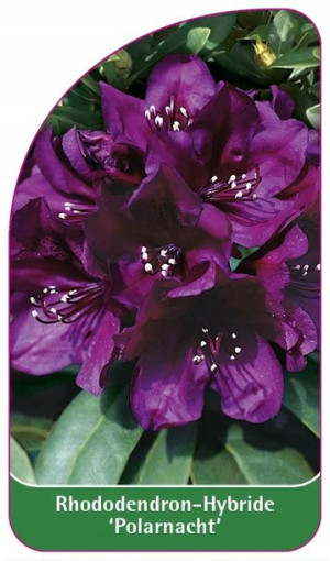 ETYKIETY RODODENDRON Hybride 'Polarnacht'