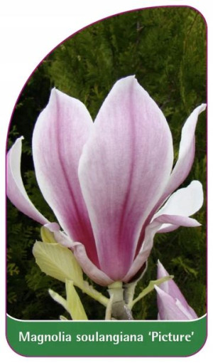ETYKIETY MAGNOLIA soulangeana 'Picture'