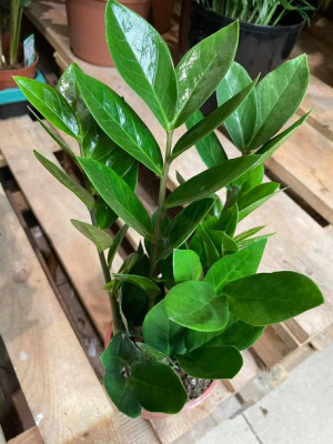 zamiokulkas zamiolistny | zamioculcas zamiifolia