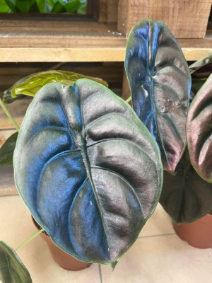 alocasia cuprea red secret alokazja