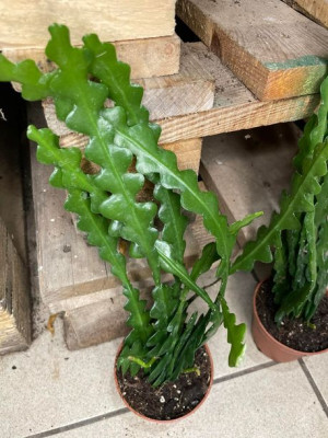 Epiphyllum anguliger kaktus zygzak