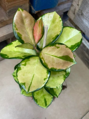 Hoja | Hoya australis Lisa