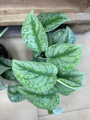 scindapsus pictus trebie •  scindapsus pstry