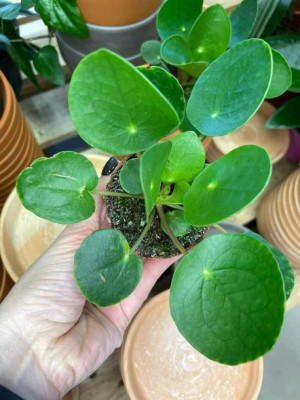 pilea  pieniążek | peperomoides