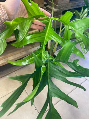 philodendron pedatum 'glad hands' PODWÓJNY filodendron