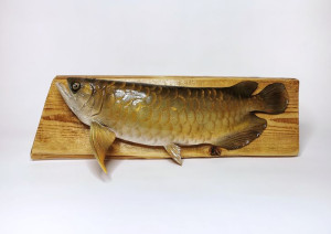 Arowana Trofeum Wędkarskie Ryba ozdoba HANDMADE 3D
