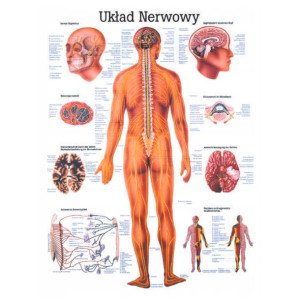 Anatomia Tablica Laminowana Układ Nerwowy Pl