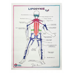 Tablica anatomiczna plakat LIPODYNIE TYŁ