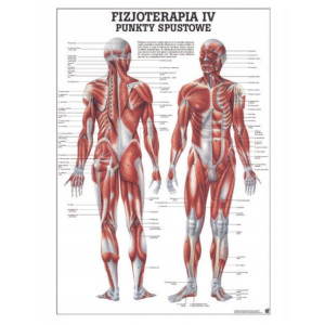 Tablica Anatomiczna Laminowana Punkty Spustowe