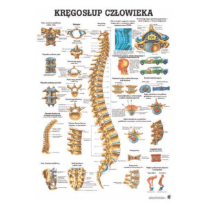 Tablica Anatomiczna Laminowana Kręgosłup Człowieka