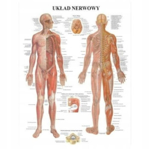 Tablica anatomiczna UKŁAD NERWOWY profesjonalna PL
