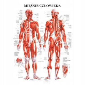 Tablica anatomiczna plansza plakat UKŁAD MIĘŚNIOWY
