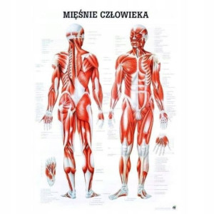 Tablica Anatomiczna Układ Mięśniowy Plansza Plakat