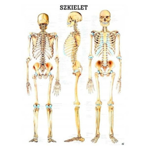 Tablica Anatomiczna Laminowana Szkielet Człowieka