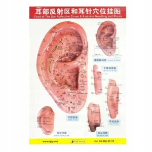 Tablica Anatomiczna Ucha Plansza Akupunktura 68x48