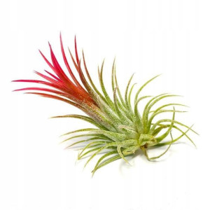 Tillandsia Airplant Żyje w Powietrzu Oplątwa