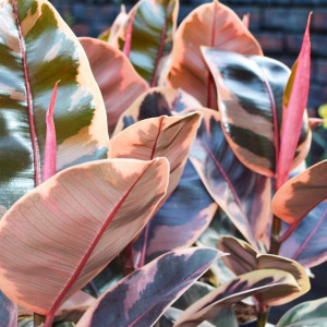 Efektowny Ficus Elastica Belize Fikus Różowy