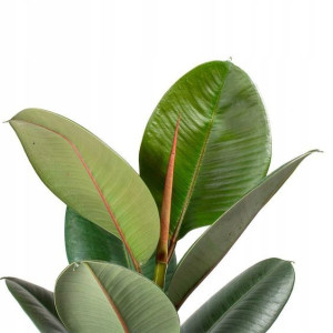Duży ładny Fikus Elastika Robusta Ficus Elastica