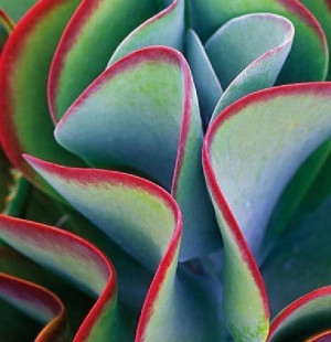 Kalanchoe Thyrsiflora Tęczowa Żyworódka Maluch