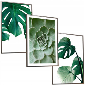 50x40 Obrazy W Ramie Plakaty Ramka Kaktus Monstera