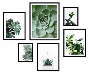 6x Obraz Ramie Plakaty Ramka Liść Monstera Natura
