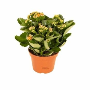 Kalanchoe doniczka