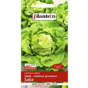 Sałata Saba