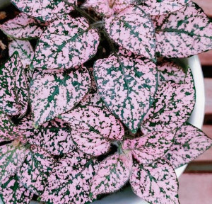 Niedośpian Różowy Pink Hypoestes Las w Słoiku