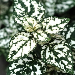 Niedośpian Biały Hypoestes White Las w Słoiku