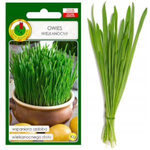 Owies Wielkanocny Nasiona Kiełki Na Świąta Bez Gmo