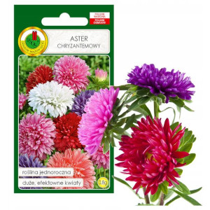 Aster Chryzantemowy Mieszany Kwiat Nasiona