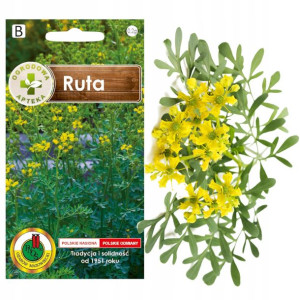 Ruta Piżmowy Aromat Zioła Nasiona Ziół Bez Gmo