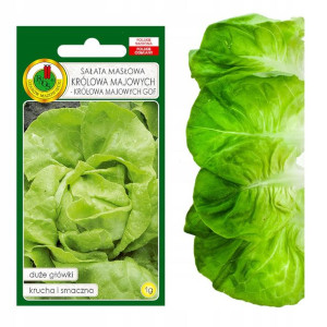 Sałata Masłowa Królowa Majowych Nasiona Bez Gmo