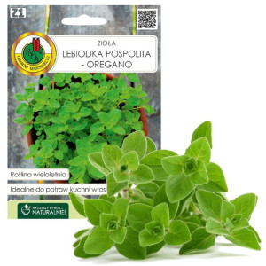 Oregano Lebiodka Zioła Nasiona Ziół Bez Gmo