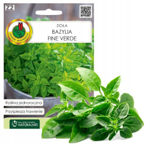 Bazylia Fine Verde Zioło Nasiona Ziół Bez Gmo