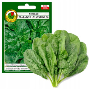 Szpinak Matador Uprawa Cały Rok Nasiona Bez Gmo