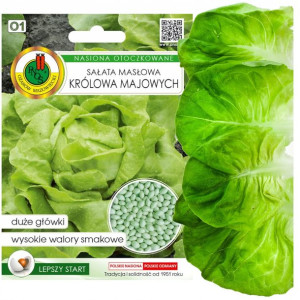 Sałata Masłowa Królowa Majowych Nasiona Bez Gmo
