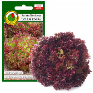 Sałata Liściowa Kędzierzawa Nasiona Lollo Rossa 1g