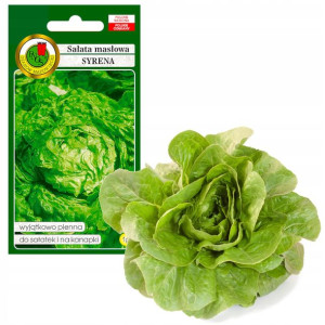 Sałata Głowiasta Masłowa Syrena Nasiona Bez Gmo