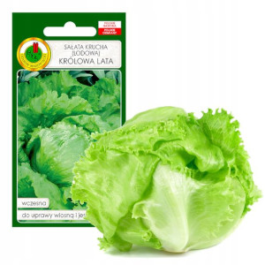Sałata Lodowa Krucha Królowa Lata Nasiona Bez Gmo