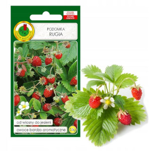 Poziomka Rugia Wiosna Jesień Nasiona Bez Gmo