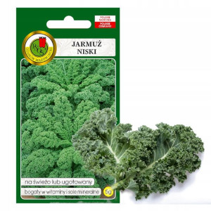 Jarmuż Niski Dwarf Green Curled Nasiona Bez Gmo