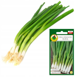 Cebula Bajkal Szczypior Wielolet. Nasiona Bez Gmo