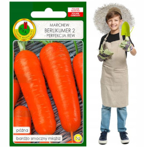Marchew Berlikumer 2 późna smaczna chrupka do 19cm